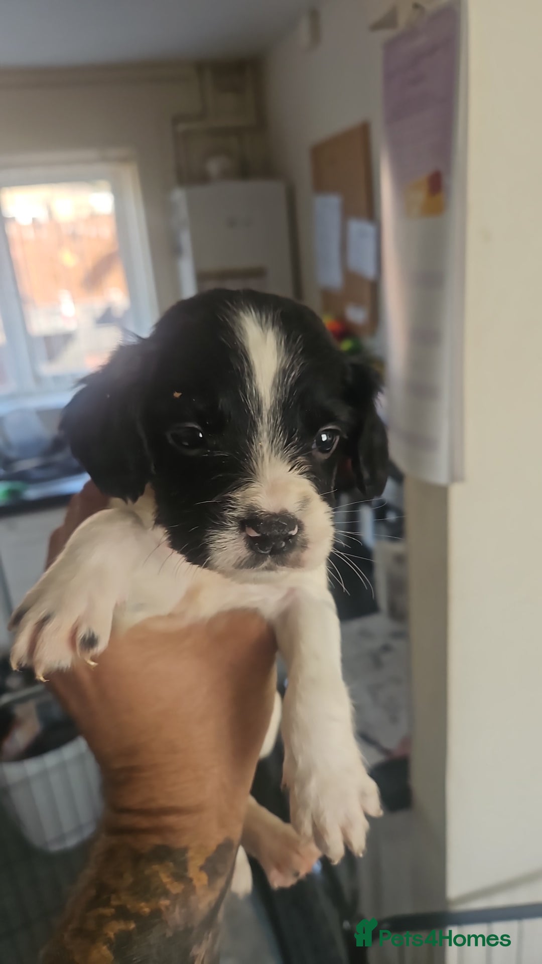 English Springer Spaniel dogs for sale: Springer spaniel puppy's  - Image 7