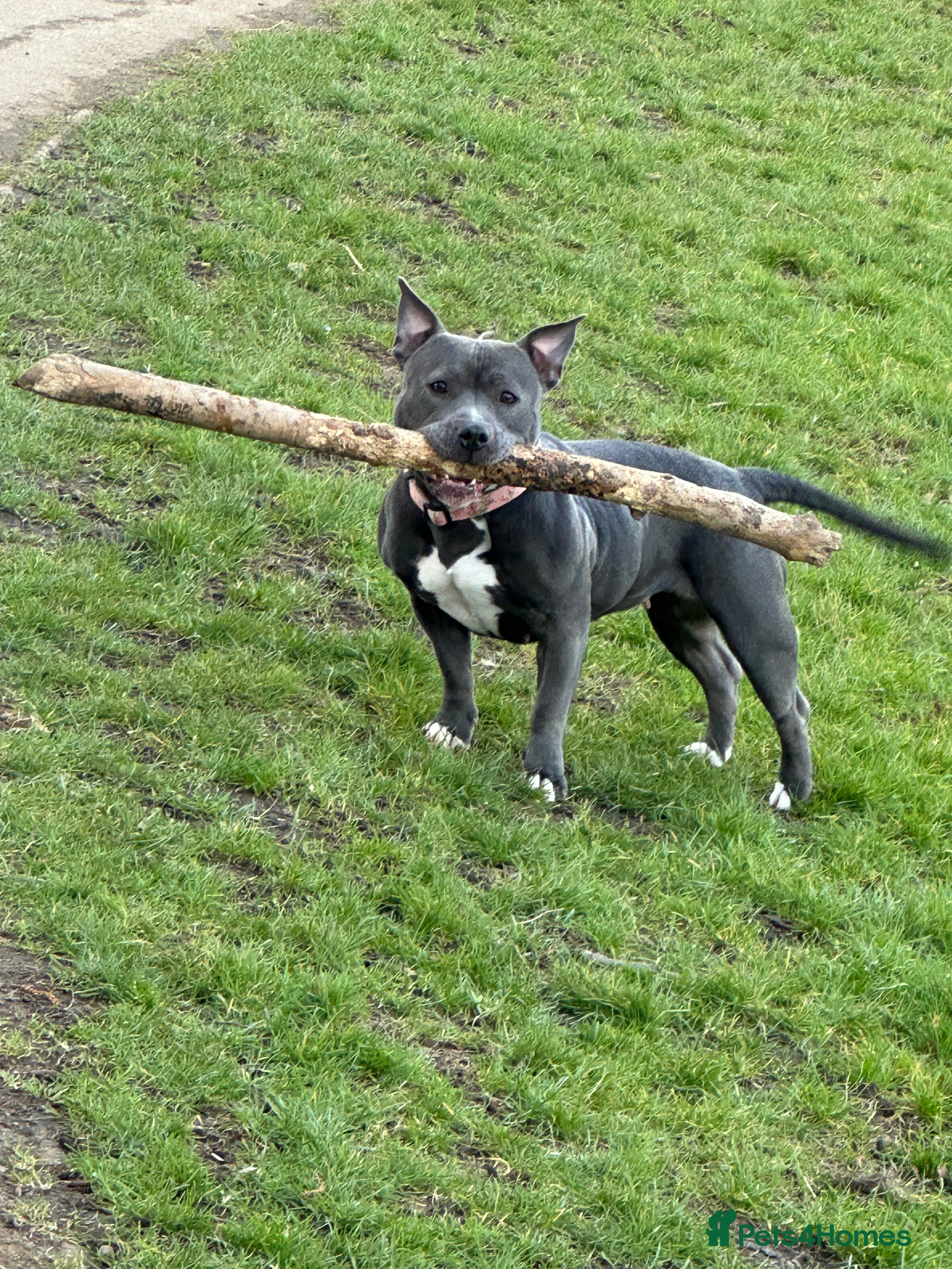 Staffordshire Bull Terrier dogs Staffy Girl Seeking a Forever Home – Meet Mabel!  - Advert 5