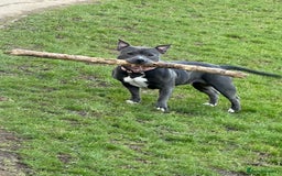 Staffordshire Bull Terrier dogs for sale: Staffy Girl Seeking a Forever Home – Meet Mabel!  - Advert 1