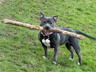 Staffordshire Bull Terrier dogs Staffy Girl Seeking a Forever Home – Meet Mabel! - Advert 10