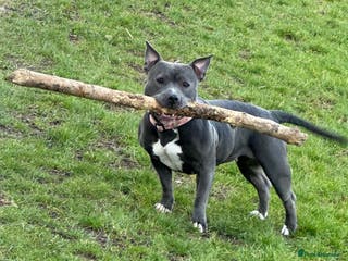Staffordshire Bull Terrier dogs Staffy Girl Seeking a Forever Home – Meet Mabel! - Advert 10