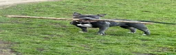 Staffordshire Bull Terrier dogs for sale: Staffy Girl Seeking a Forever Home – Meet Mabel!  - Advert 1