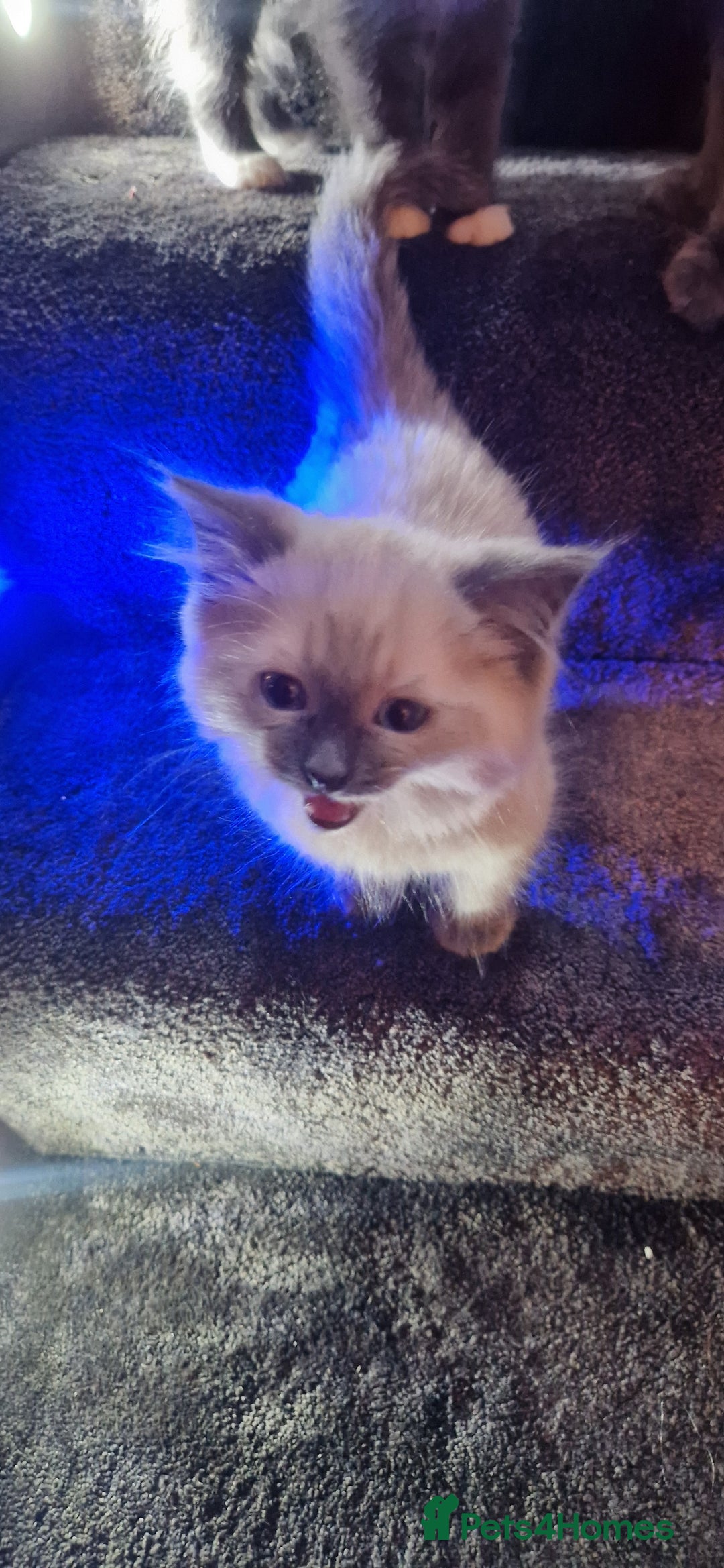 Ragdoll cats for sale: Male ragdoll kitten - Advert 2