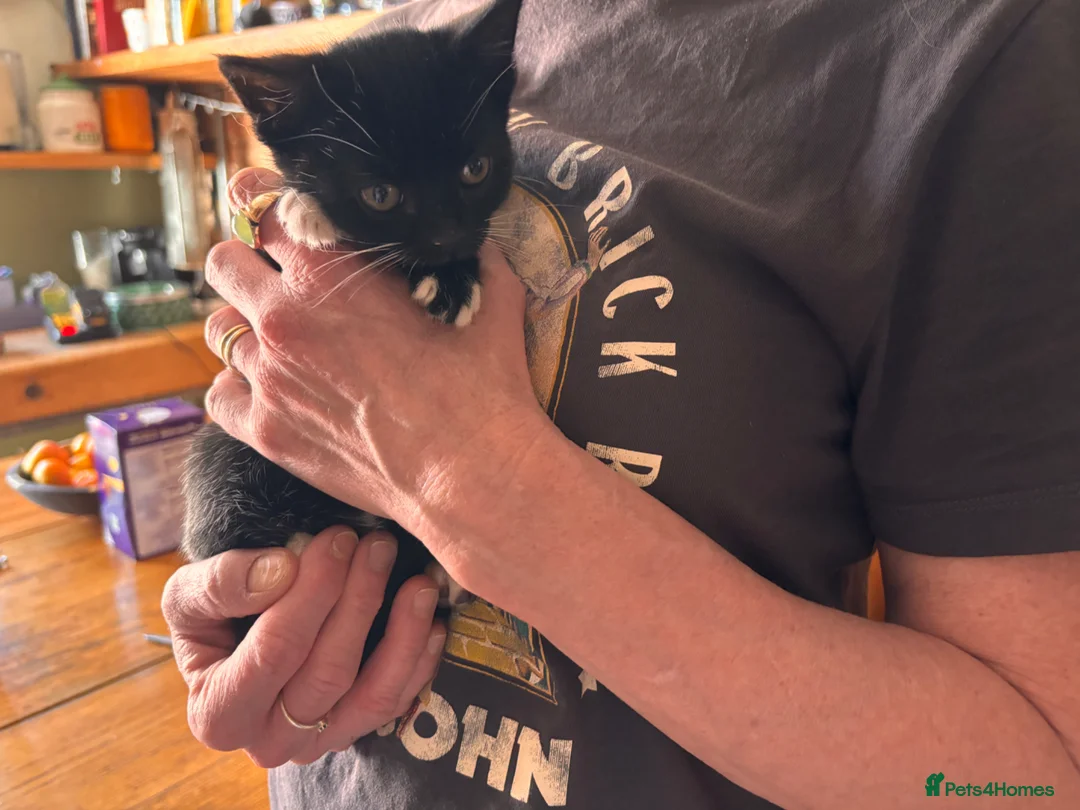 British Shorthair cats for sale: Friendly small female kitten  - Advert 2