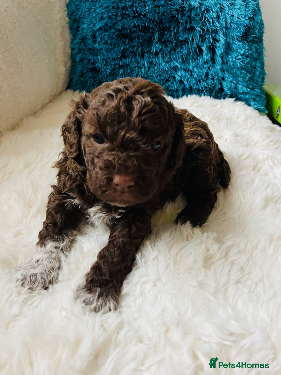 Lagotto Romagnolo dogs for stud: AT STUD FULLY HEALTH CHECKED KC REG  - Advert 4