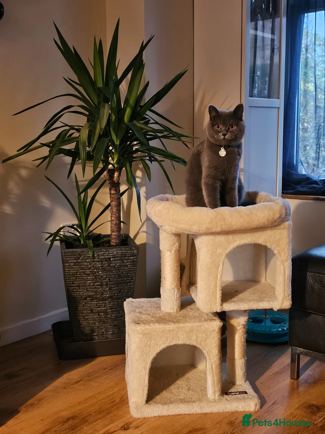 British Shorthair cats for sale: 5 cute,soft beautiful kittens  - Advert 1