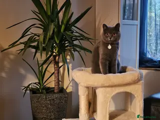 British Shorthair cats 5 cute,soft beautiful kittens - Advert 10