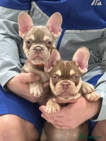 French Bulldog dogs - Advert 7