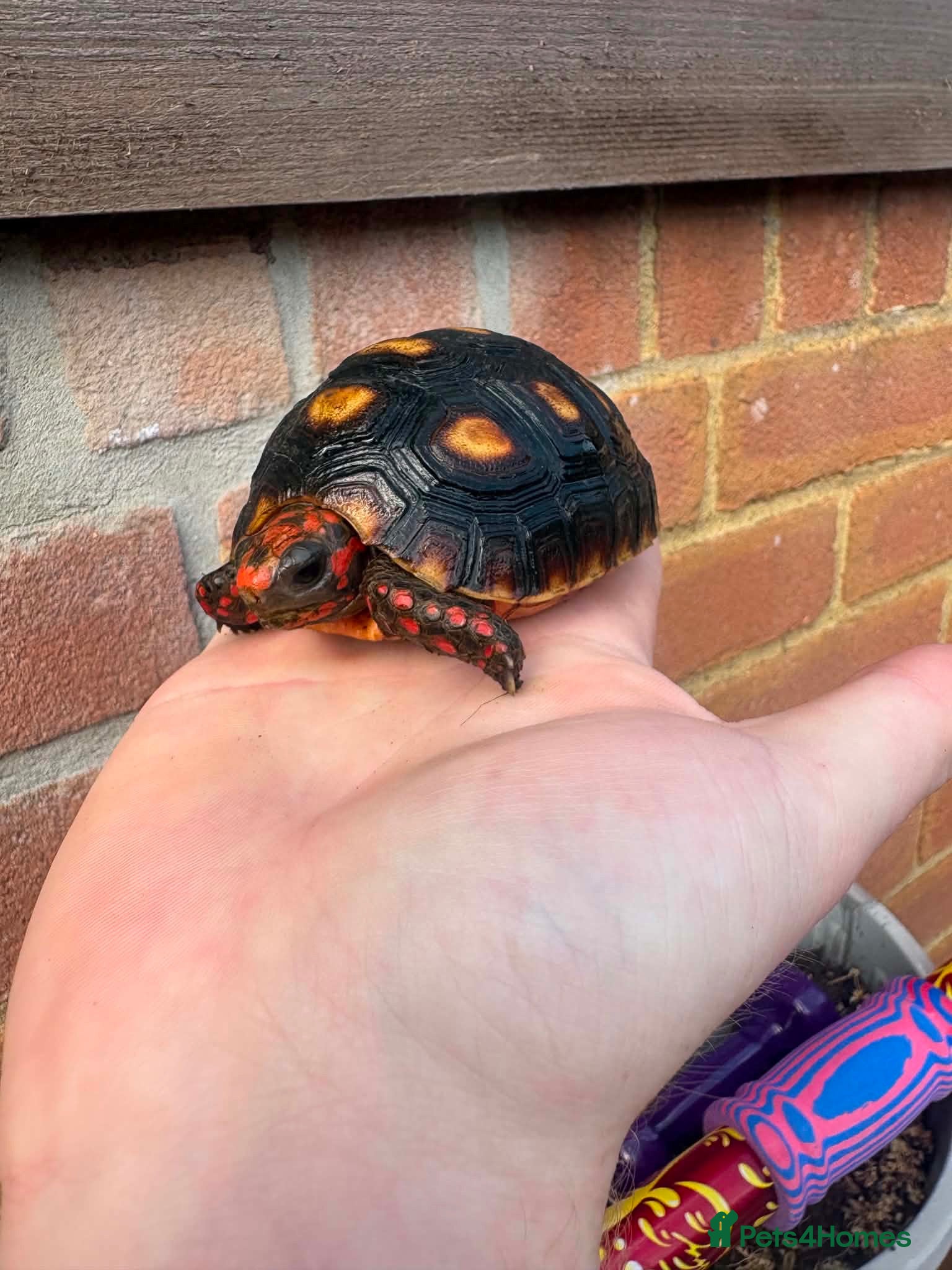 Tortoise reptiles Baby red foot tortoise  - Advert 1