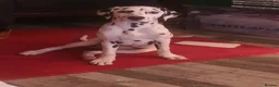 Dalmatian dogs for sale: Beautiful Purebred Black-Spotted Dalmatian Puppies - Advert 3