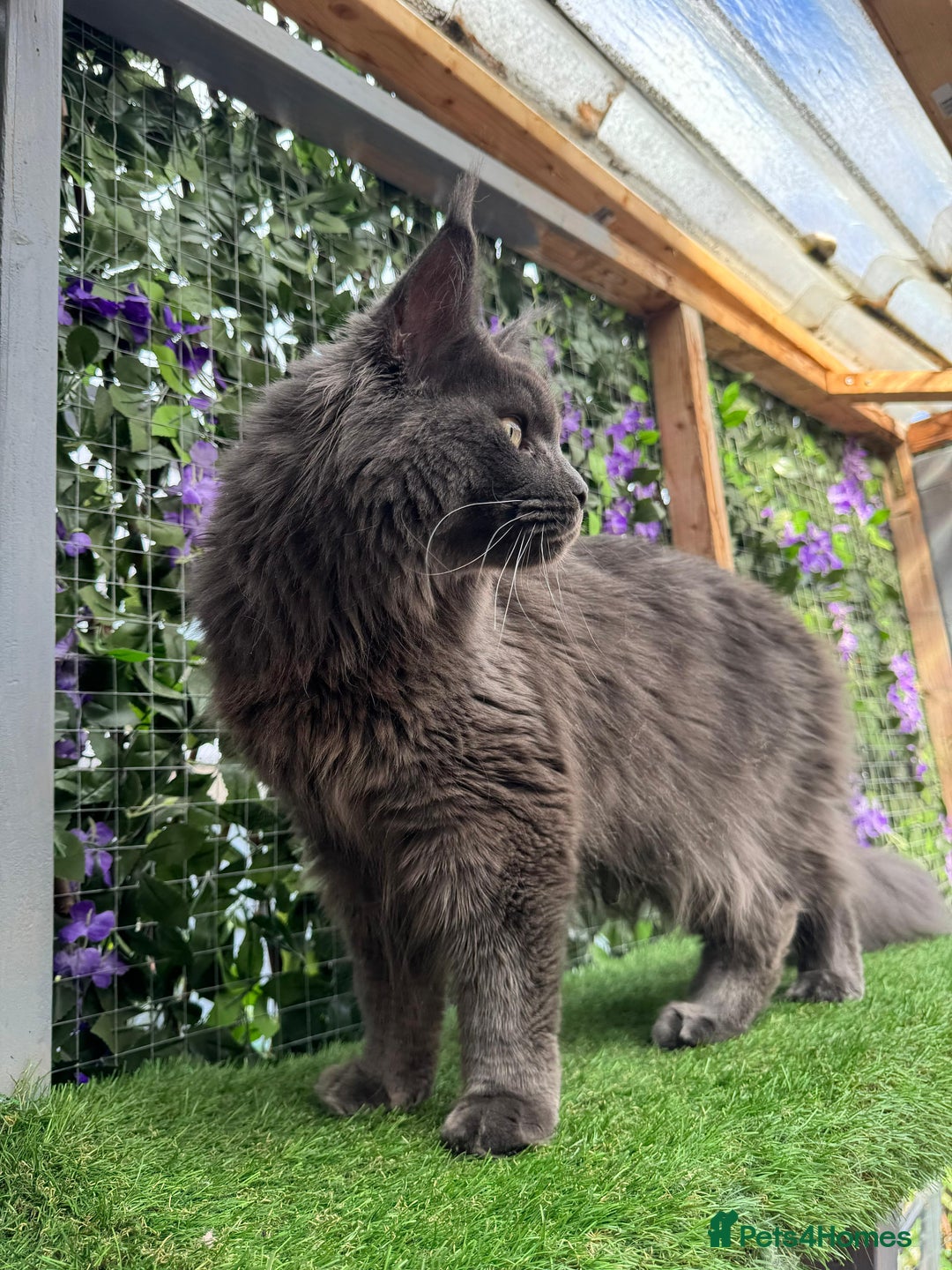 Maine Coon cats for sale: Giant Maine Coon! 20+ Generation Champion Heritage - Image 11