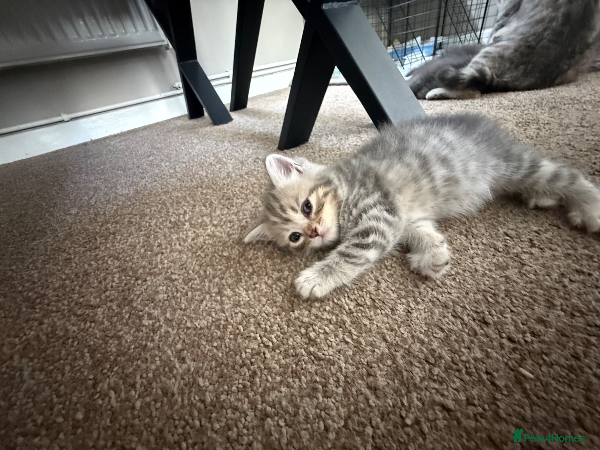 Scottish Fold cats Scottish fold kittens-Both parents TICA registered - Advert 6