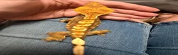Gecko reptiles for sale: 🦎 Crested Gecko, Full Set-Up Very Tame & Friendly - Advert 3