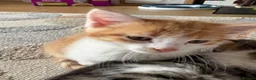 Domestic Shorthair cats for sale: 6 beautiful playful kittens - Advert 5