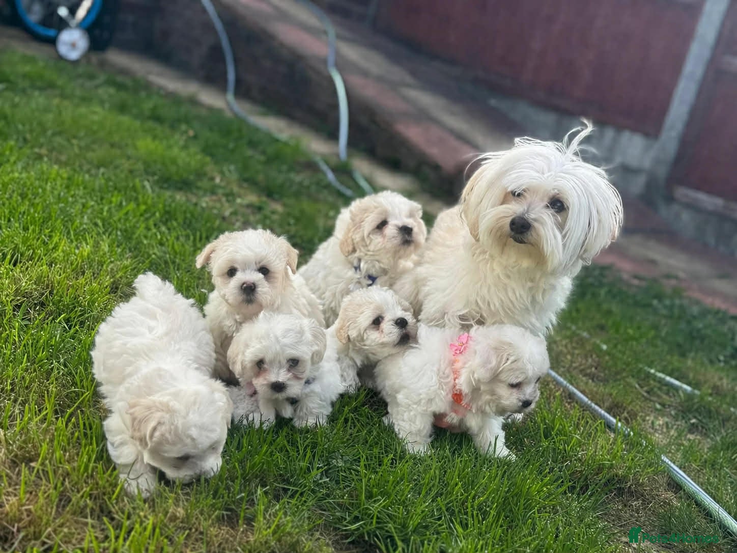 Maltese dogs Maltese puppies ready now - Advert 2