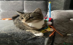 Domestic Shorthair cats for sale: 1 year old female - Image 9