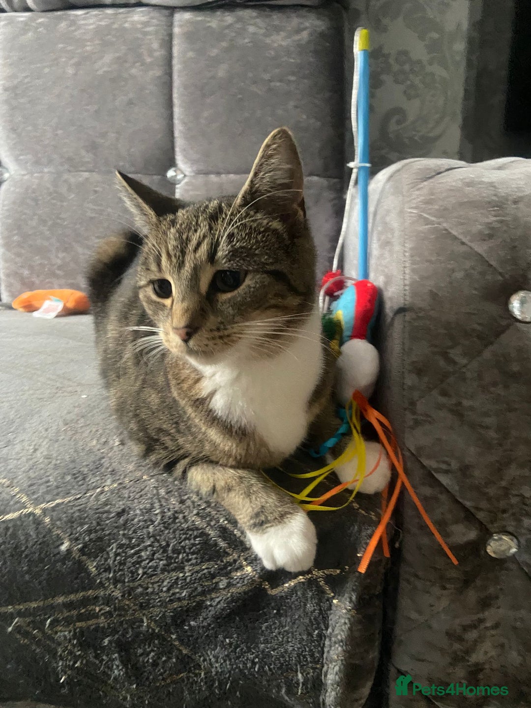 Domestic Shorthair cats for sale: 1 year old female - Image 9