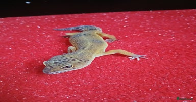 Leopard Gecko reptiles in Rochester - Advert 14