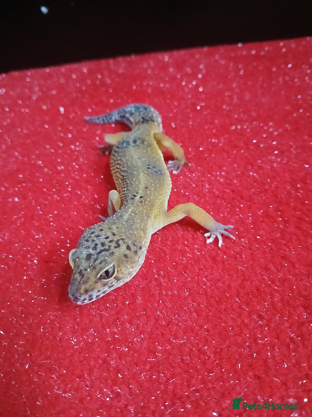 Leopard Gecko reptiles for sale: Baby's leopard geckos  in Rochester - Image 3