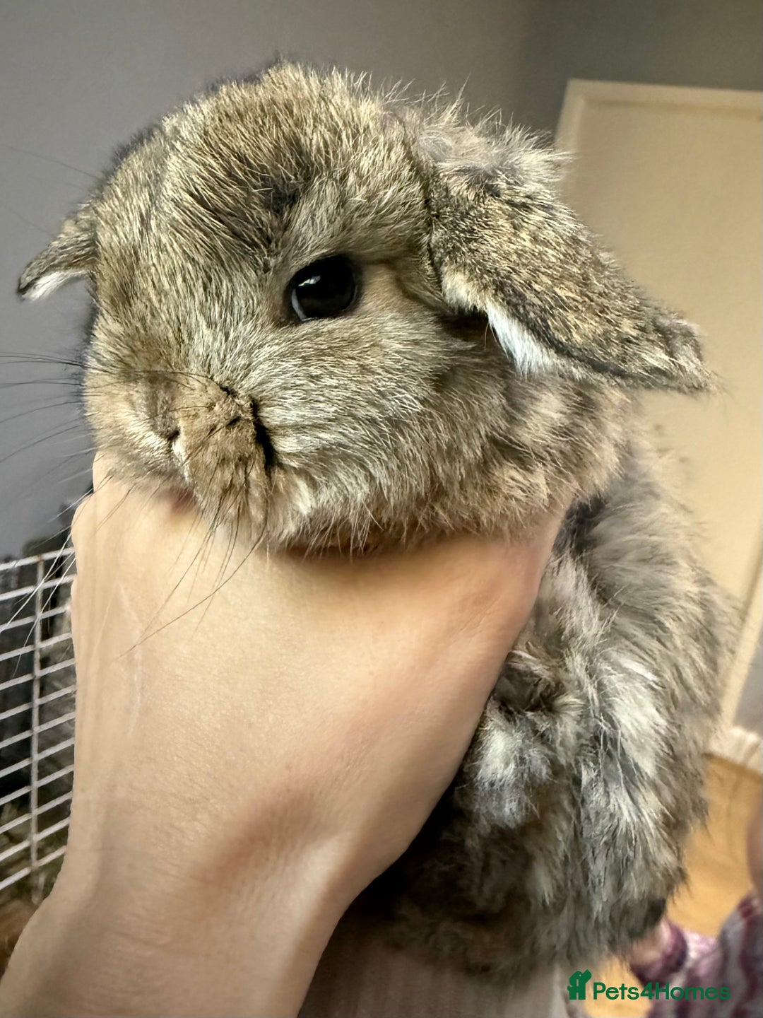 Mini Lop rabbits for sale: Exceptional BRC mini lops  - Advert 8