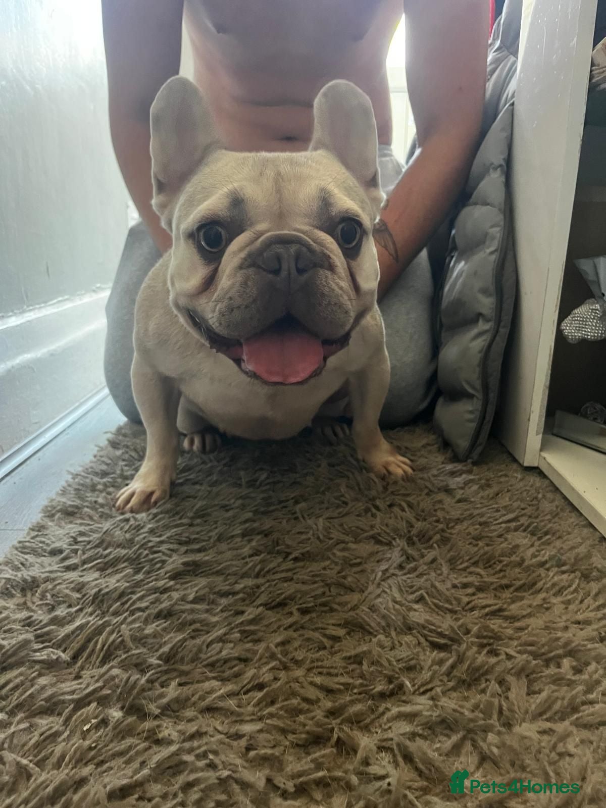French Bulldog dogs Little sia platinum frenchie - Advert 18