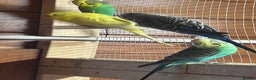 Budgerigars birds for sale: 8 budgies for sale - Advert 3