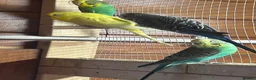 Budgerigars birds for sale: 8 budgies for sale - Advert 3