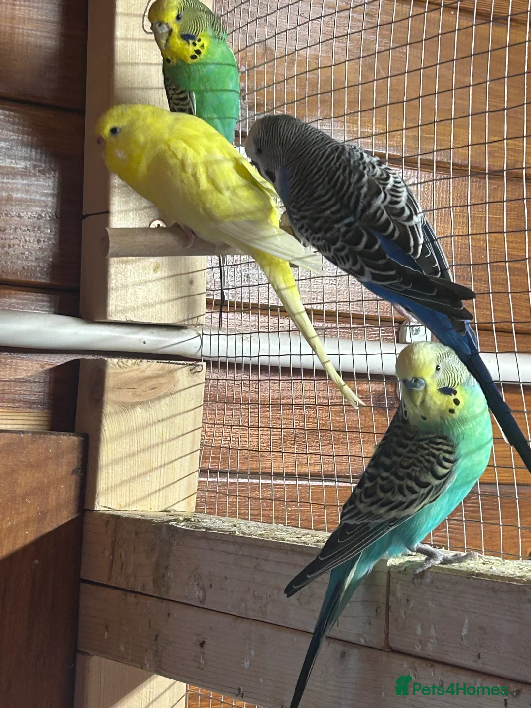 Budgerigars birds for sale: 8 budgies for sale - Advert 3