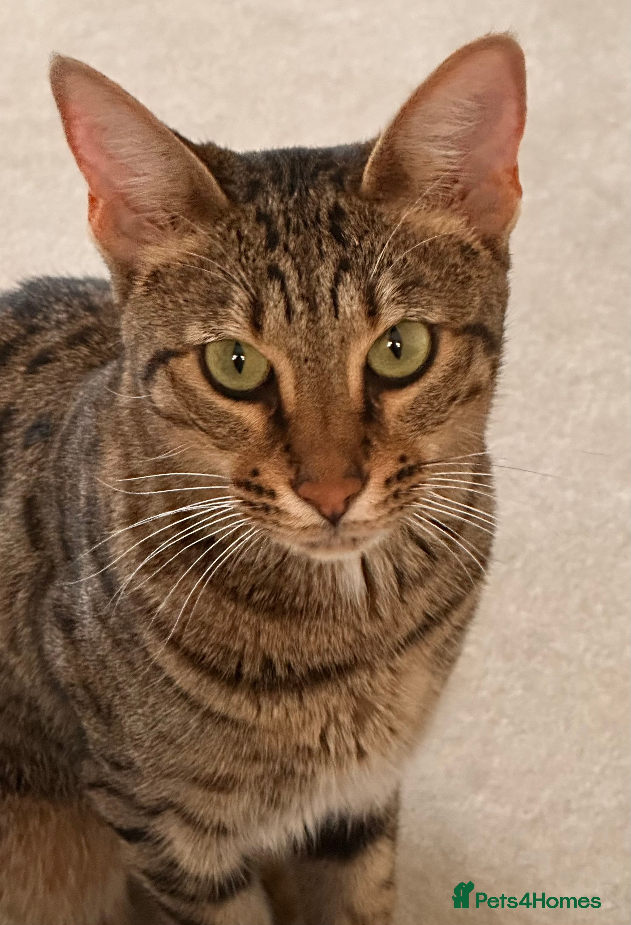 Savannah cats Beautifully marked pedigree savannah adult cat - Advert 5