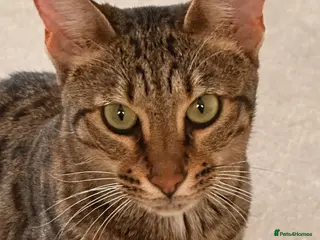 Savannah cats Beautifully marked pedigree savannah adult cat - Advert 3