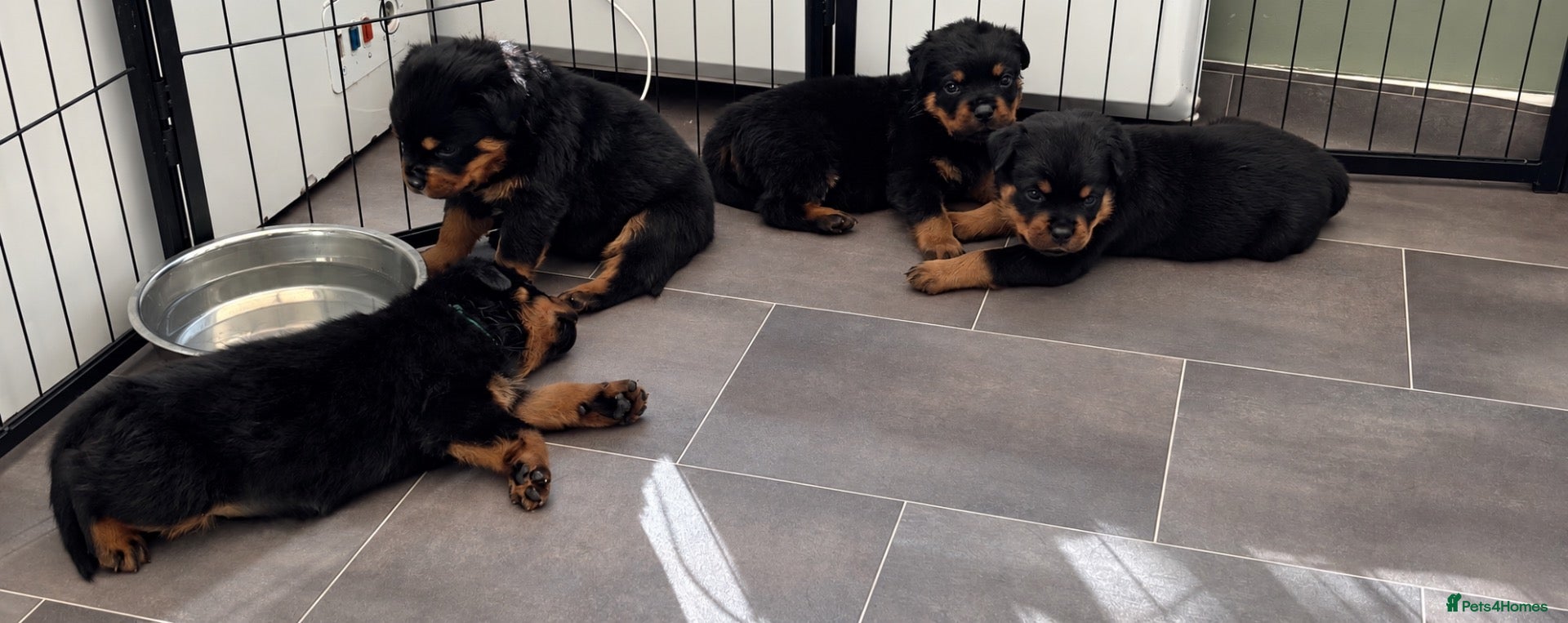 Rottweiler dogs ⭐️ Outstanding Rottweiler Puppies ⭐️ - Advert 15