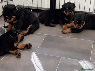 Rottweiler dogs ⭐️ Outstanding Rottweiler Puppies ⭐️ - Advert 15