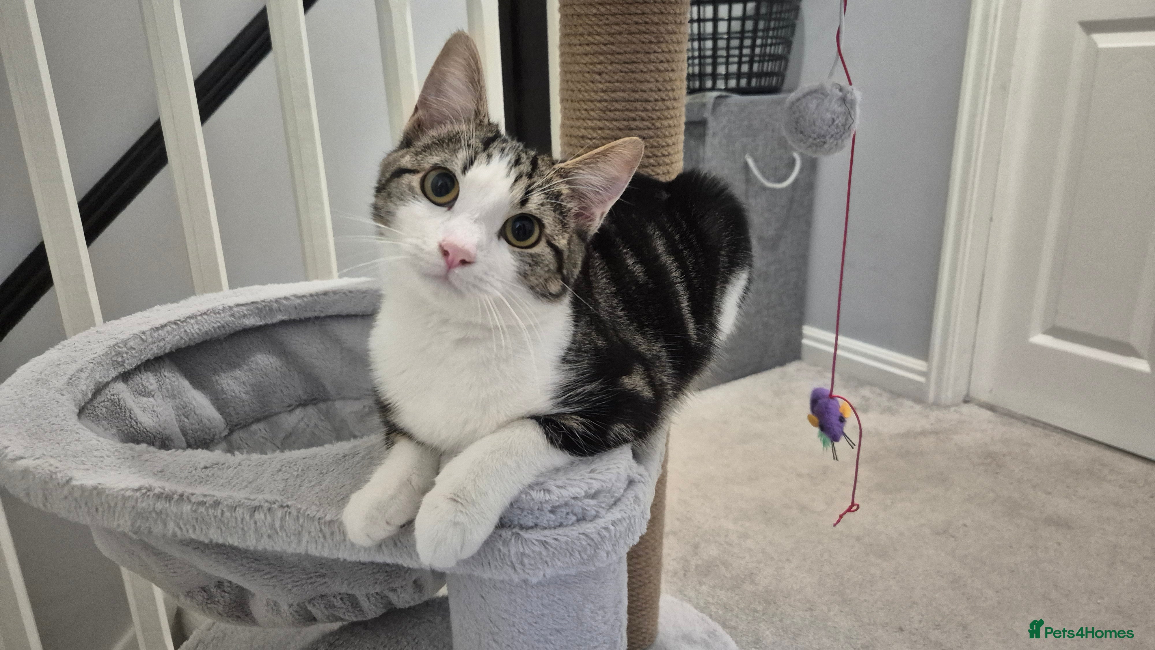 Mixed Breed cats Stunning 6 month female tabby - Advert 2