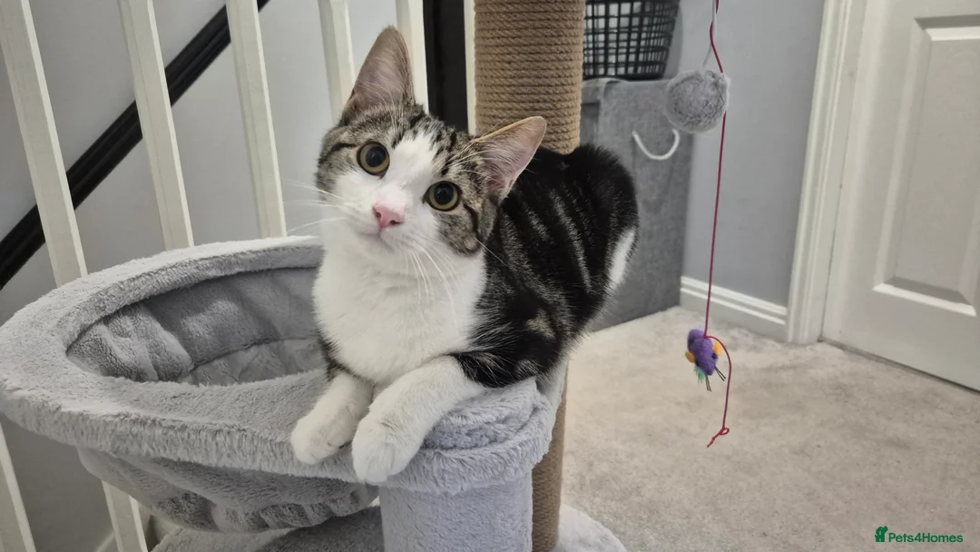 Mixed Breed cats for sale: Stunning 6 month female tabby - Advert 1