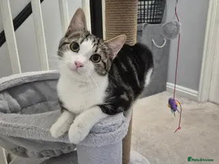 Mixed Breed cats Stunning 6 month female tabby - Advert 2