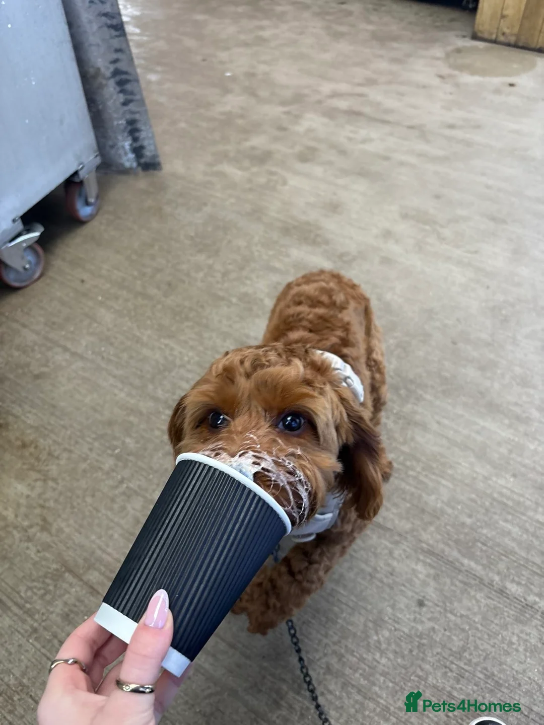 Cockapoo dogs for sale: Red F1 Toy Cockapoo Puppy - Advert 4