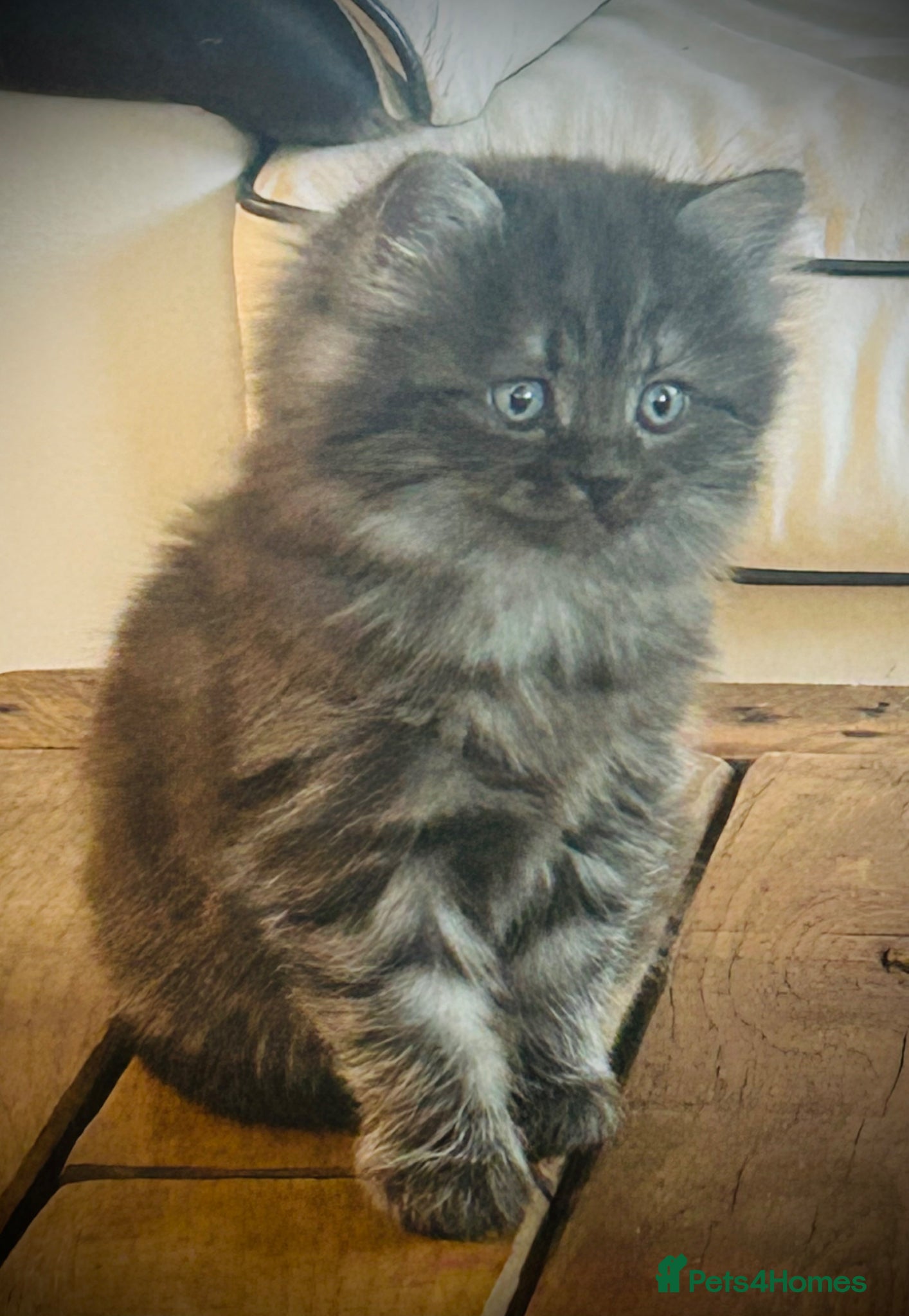 Persian cats Two little Persian kitten crosses.  - Advert 5