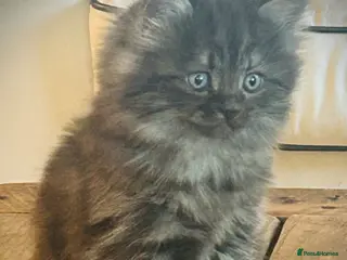 Persian cats Two little Persian kitten crosses. - Advert 16