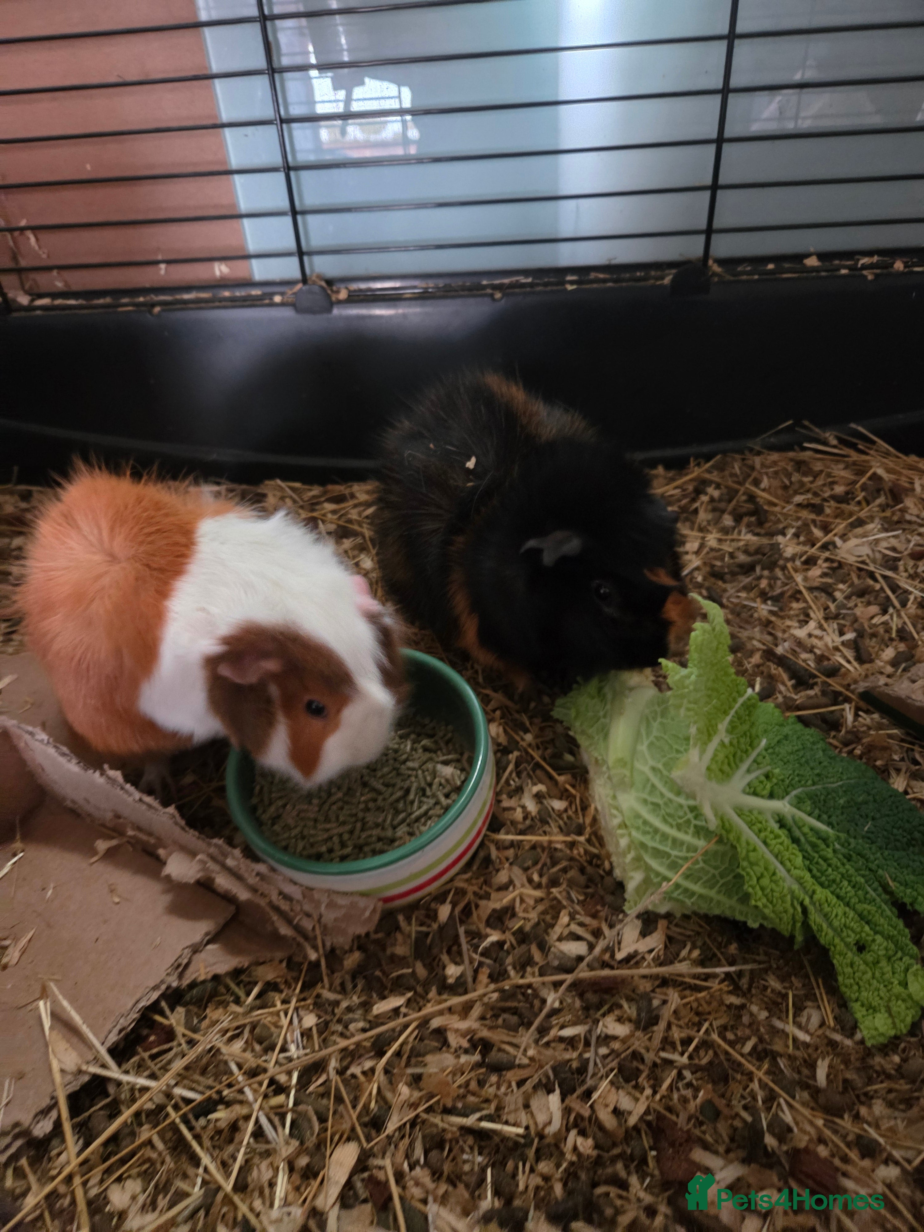 Guinea Pig rodents Two mail guinea pigs  - Advert 12