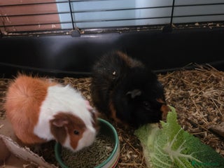 Guinea Pig rodents Two mail guinea pigs - Advert 4