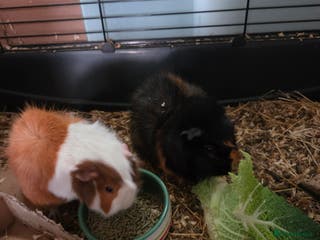Guinea Pig rodents Two mail guinea pigs - Advert 18
