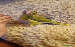 Parakeets birds for sale: Hand Tame kakarikis - Image 4