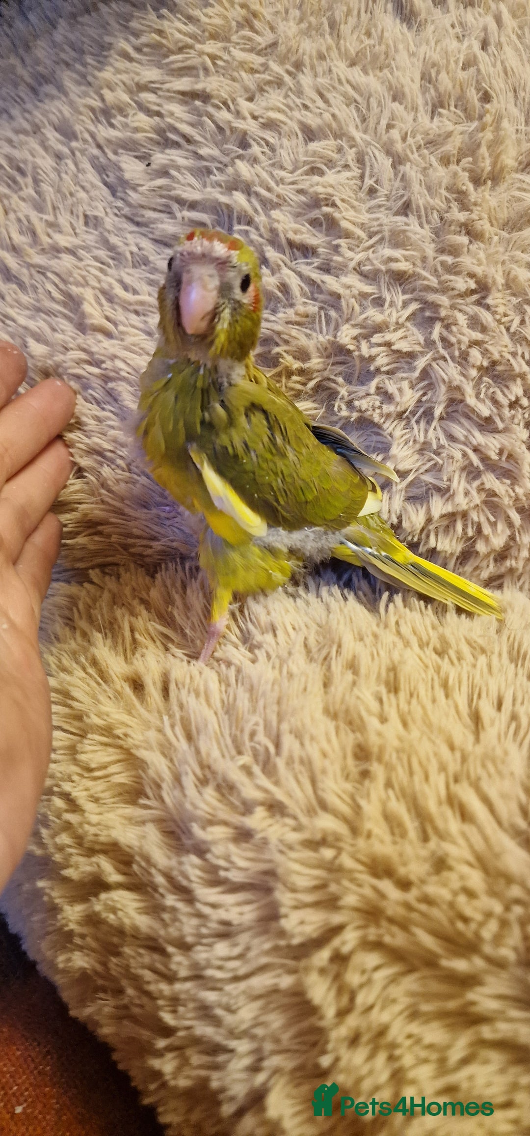 Parakeets birds for sale: Hand Tame kakarikis - Image 4