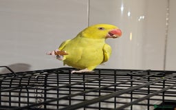 Ringnecks birds for sale: Yellow Ring neck parakeet - Image 3