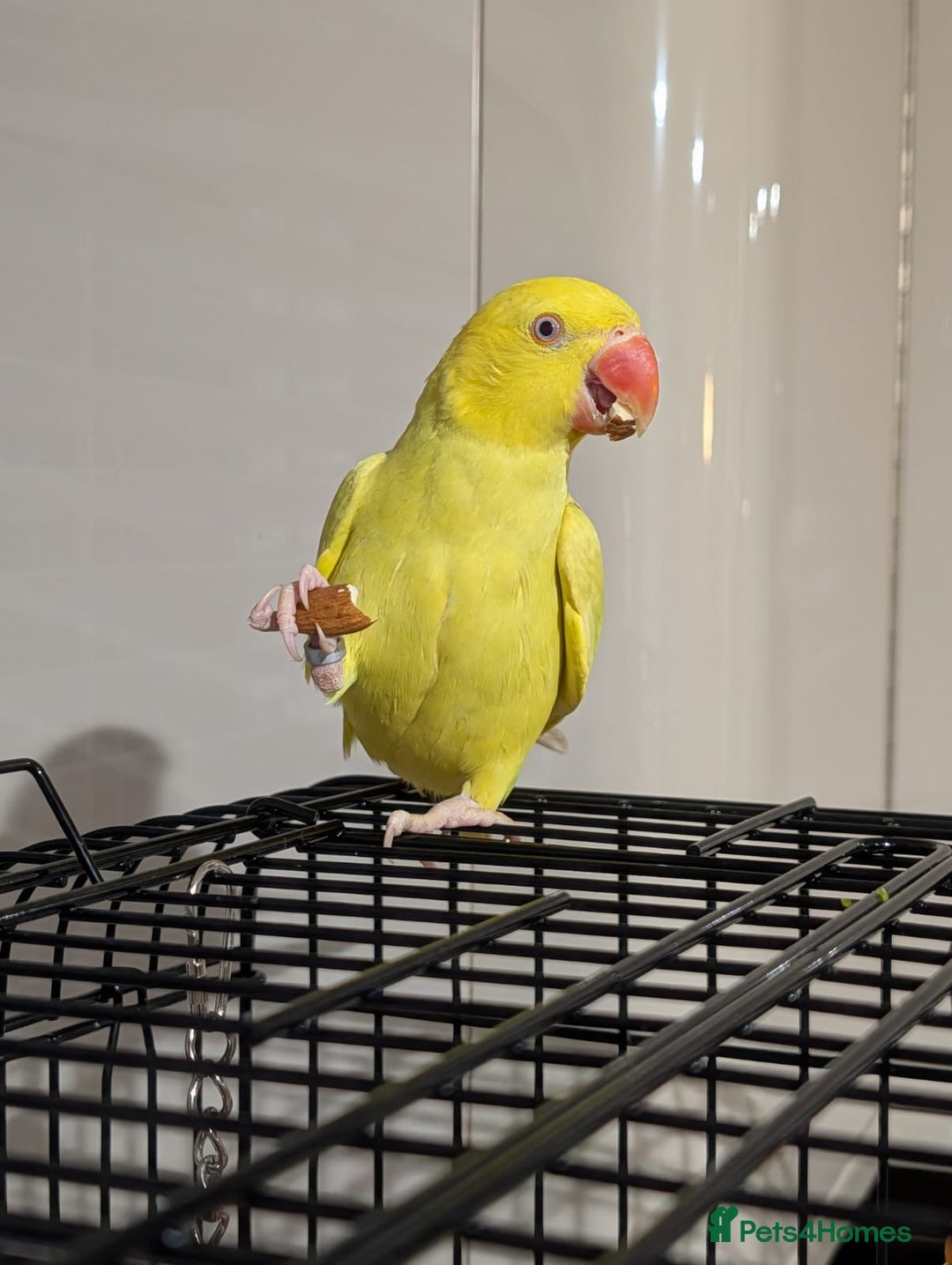 Ringnecks birds for sale: Yellow Ring neck parakeet - Image 3