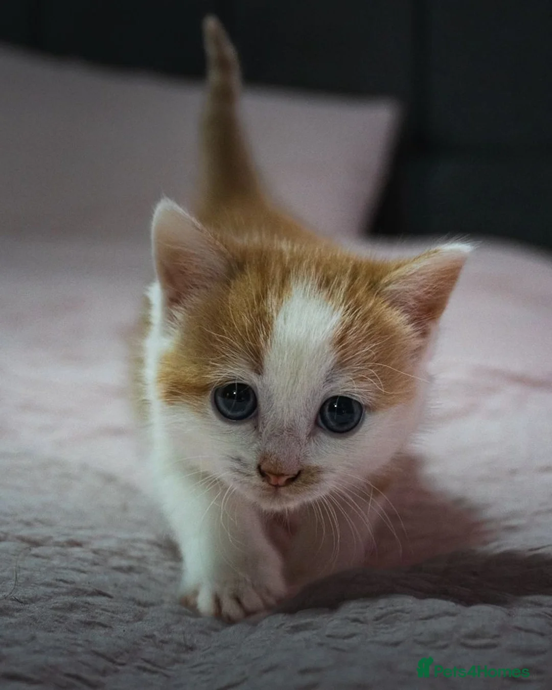 Mixed Breed cats for sale: Gorgeous ginger and white girl  - Advert 5