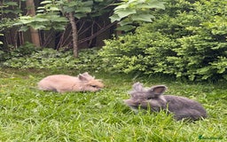 Lionhead rabbits for sale: Lionhead bunnies - Image 5