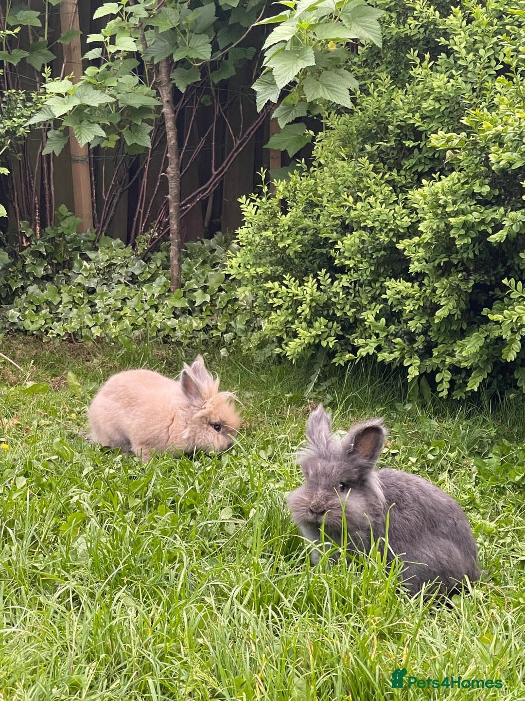 Lionhead rabbits for sale: Lionhead bunnies - Image 5