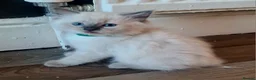 Ragdoll cats for sale: Pure ragdoll kitten  in Leicester - Advert 23