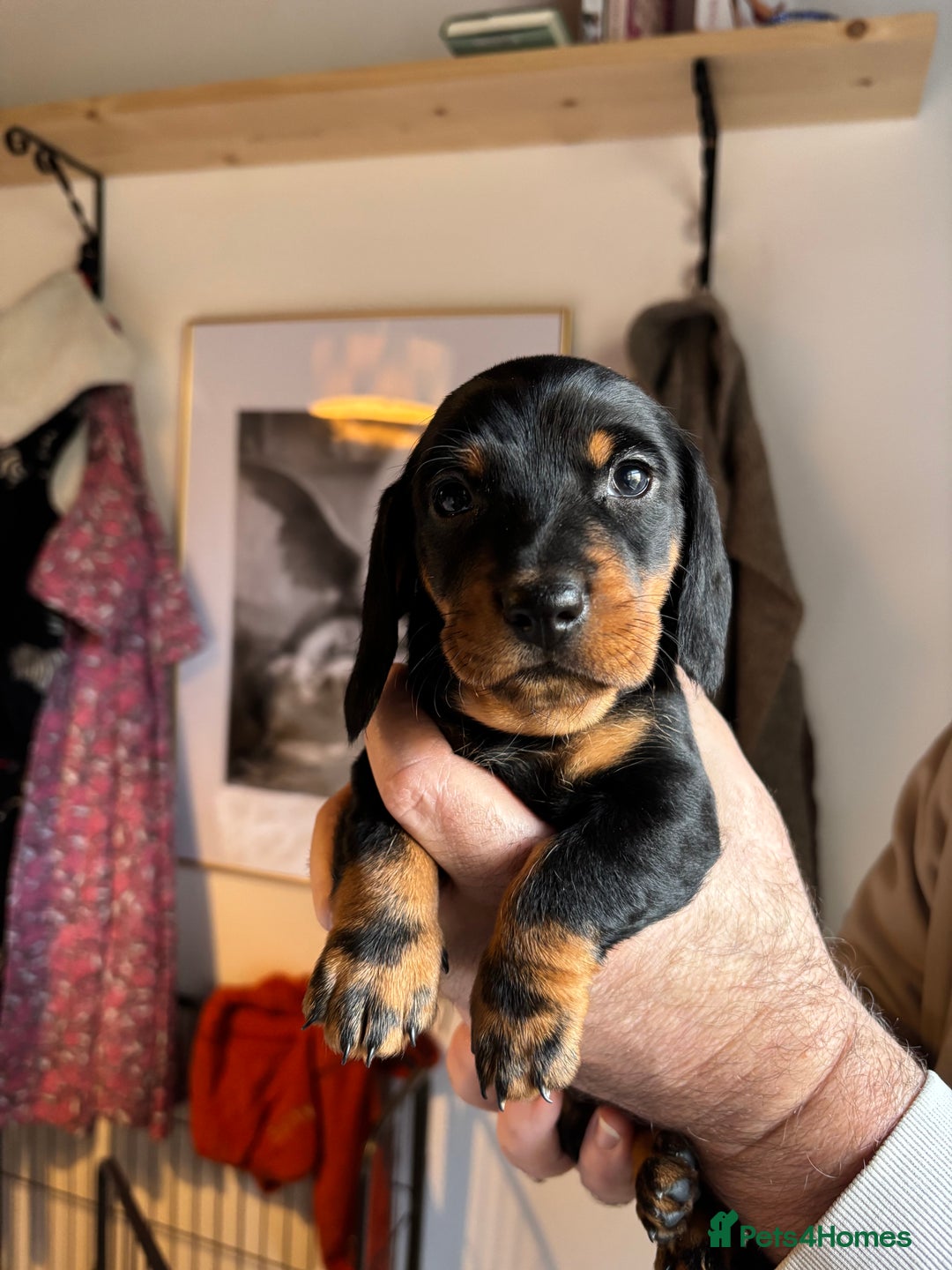 Dachshund dogs for sale: Four beautiful wire haired boys - Advert 3
